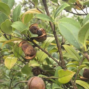 山茶油果