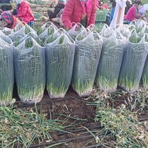 吉林陆地小香葱六十多公分