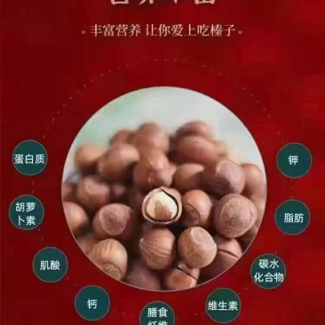 自家野生榛子