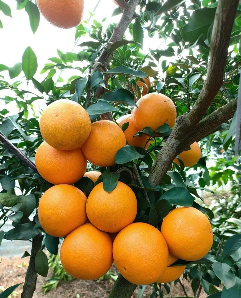 湖北爱媛果冻橙，薄皮纯甜化渣，一手货源对接电商商超市场
