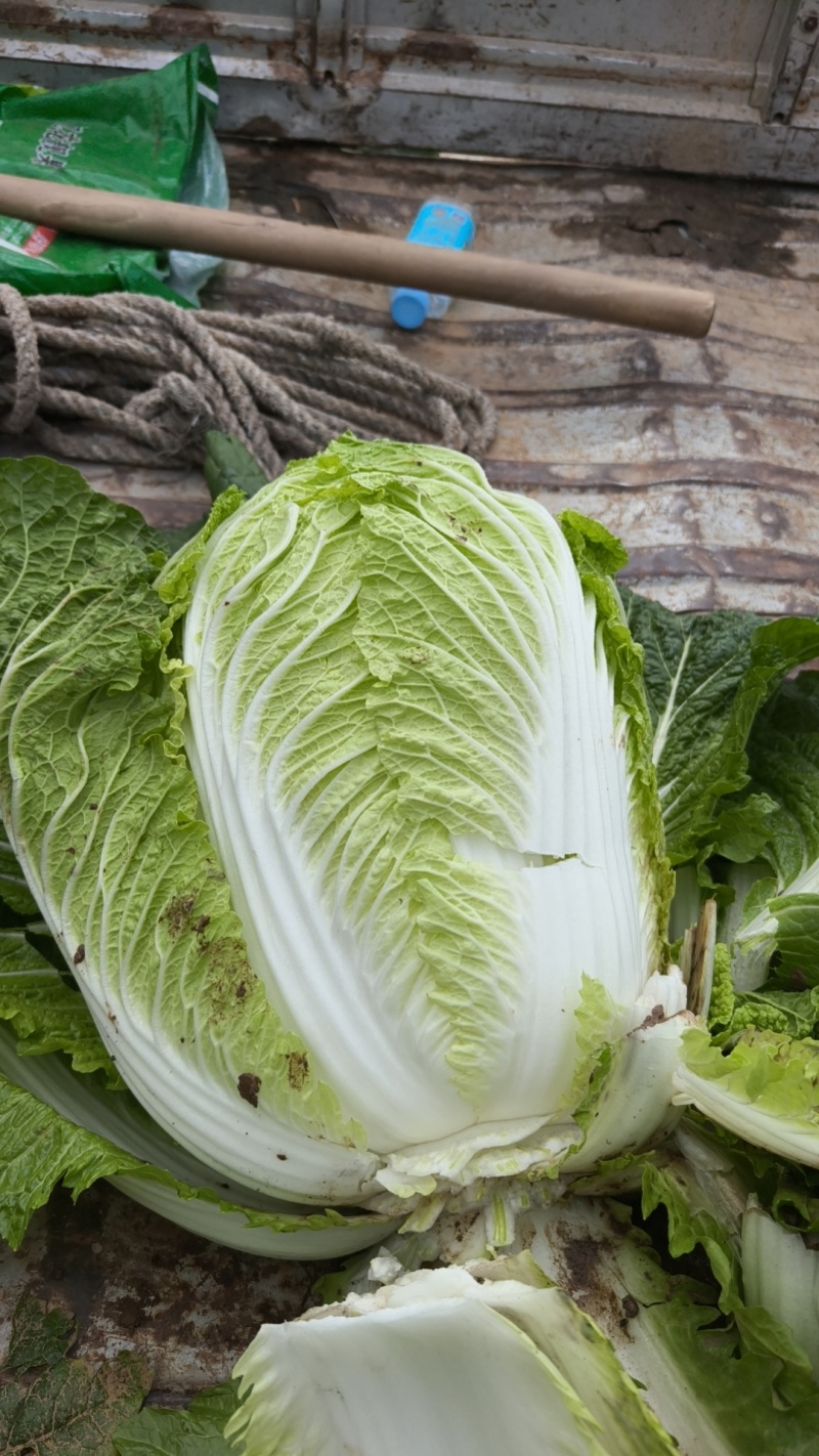 山西万亩黄心白菜大量上市