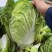 山西万亩黄心白菜大量上市