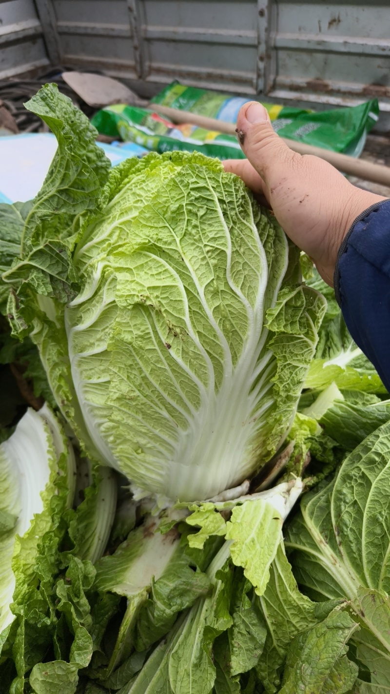山西万亩黄心白菜大量上市
