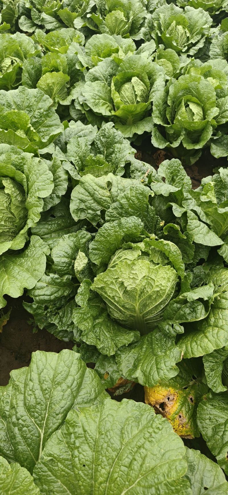 山西万亩黄心白菜大量上市