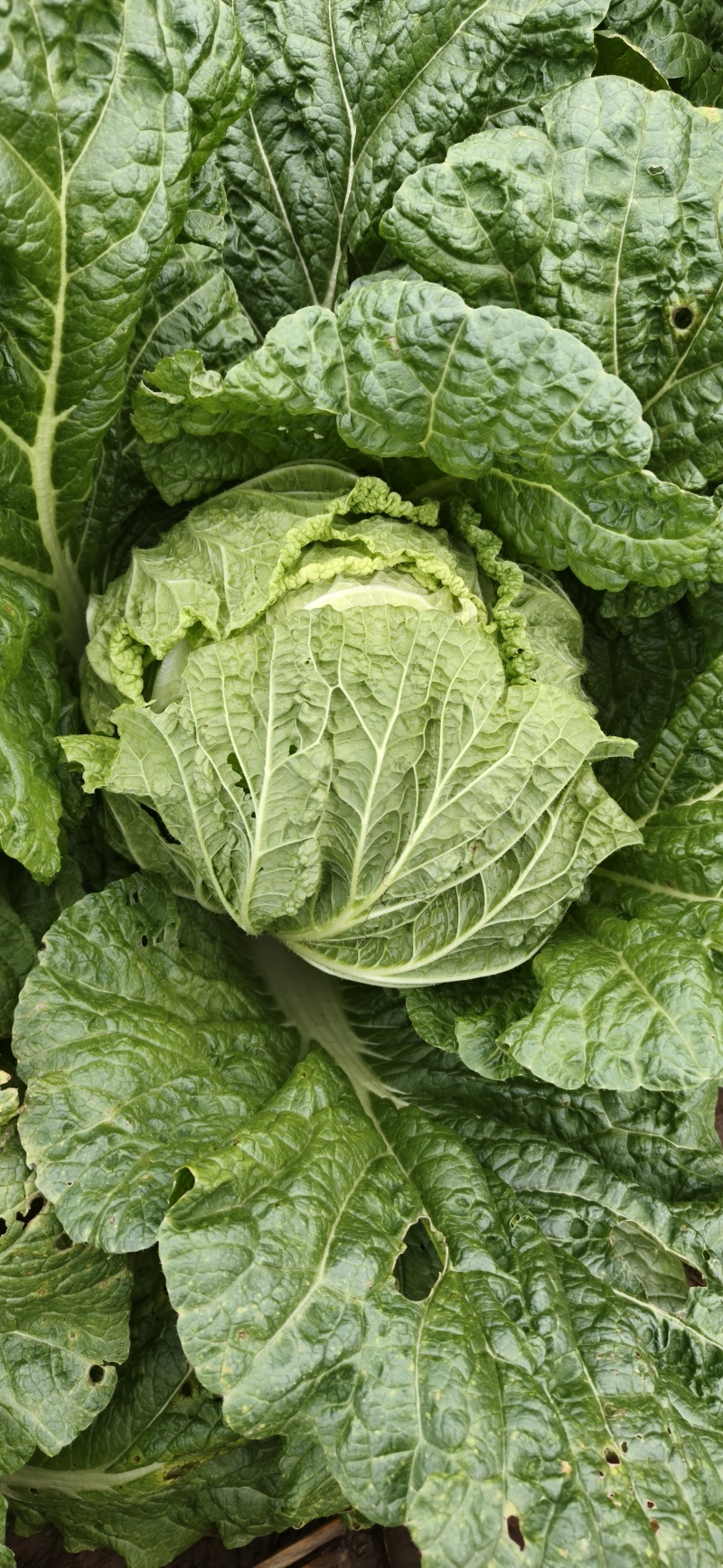 山西万亩黄心白菜大量上市