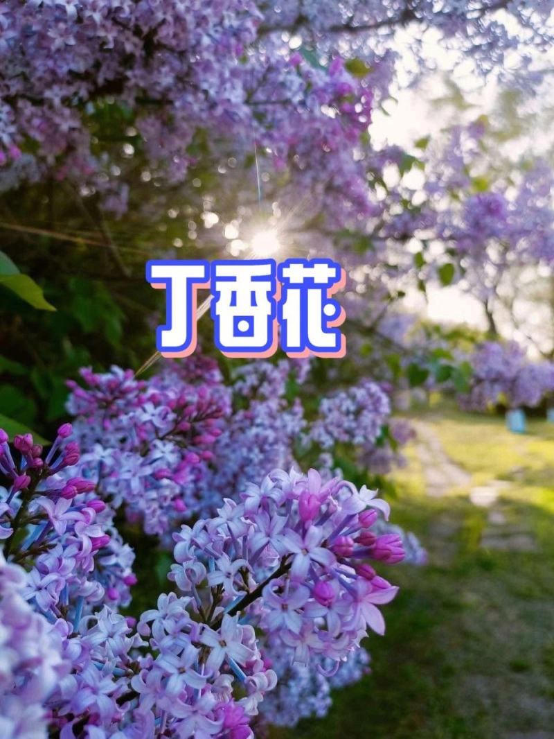 紫丁香（大叶丁香）
