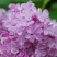紫丁香（大叶丁香）