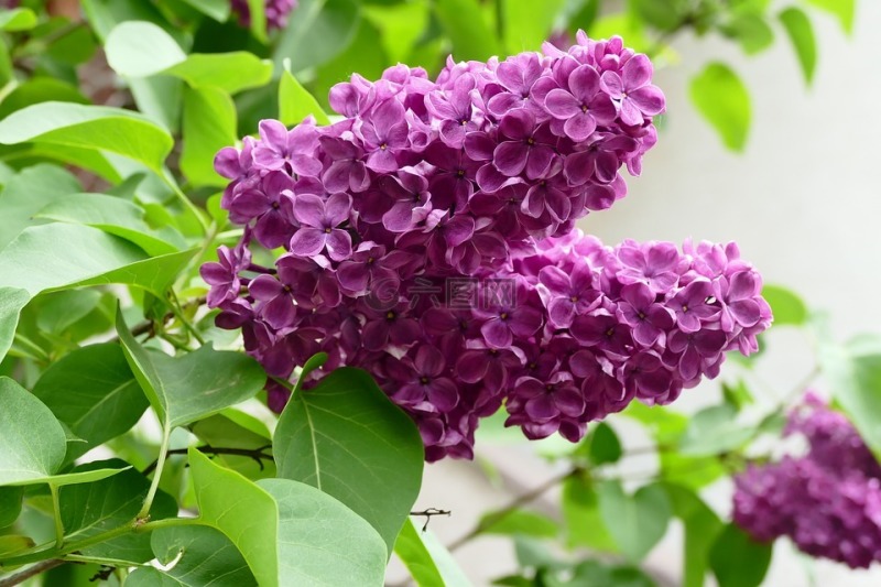 紫丁香（大叶丁香）
