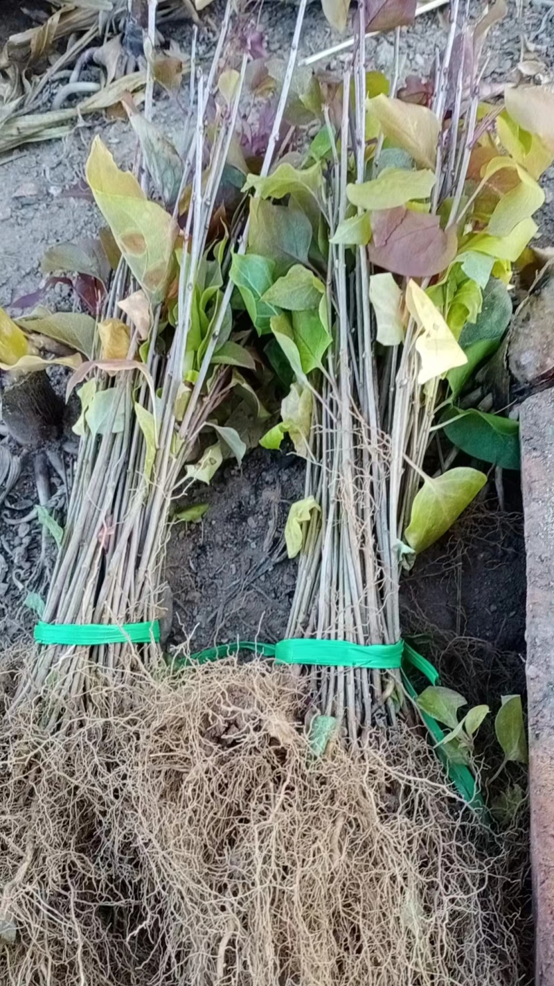 紫丁香（大叶丁香）