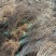 紫丁香（大叶丁香）