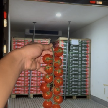 樱桃串串番茄🍅