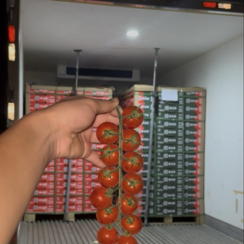 樱桃串串番茄🍅