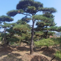 造型油松，造型黑松，造型松，迎客松，景观松，景松。