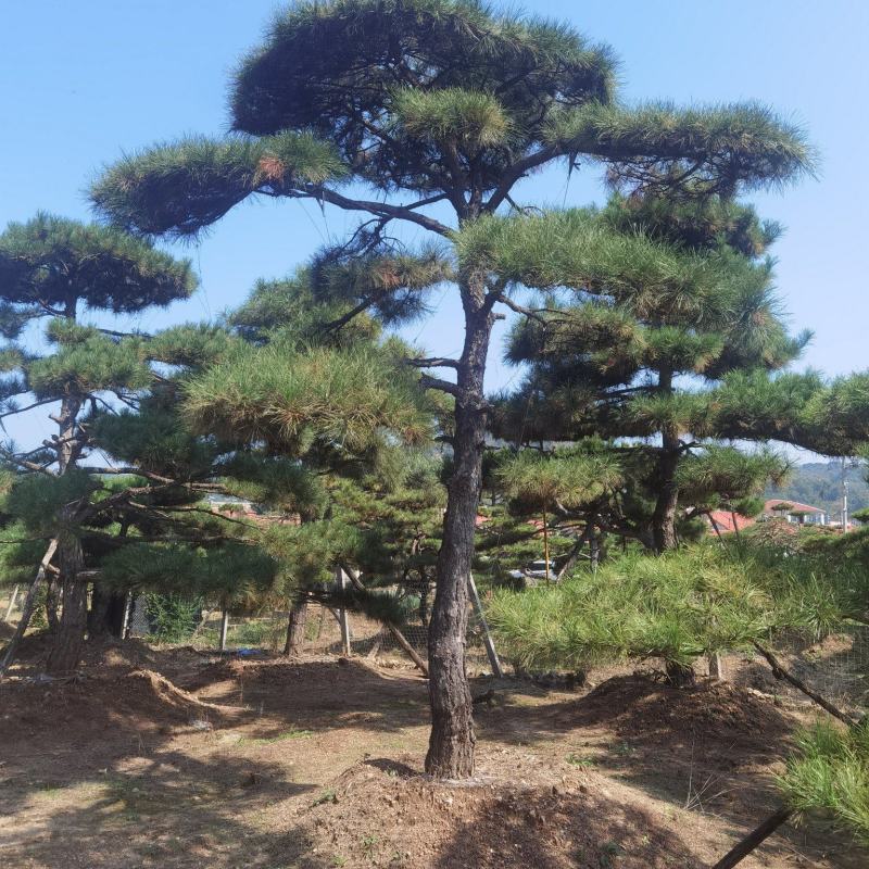 造型油松，造型黑松，造型松，迎客松，景观松，景松。
