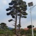 造型油松，造型黑松，造型松，迎客松，景观松，景松。