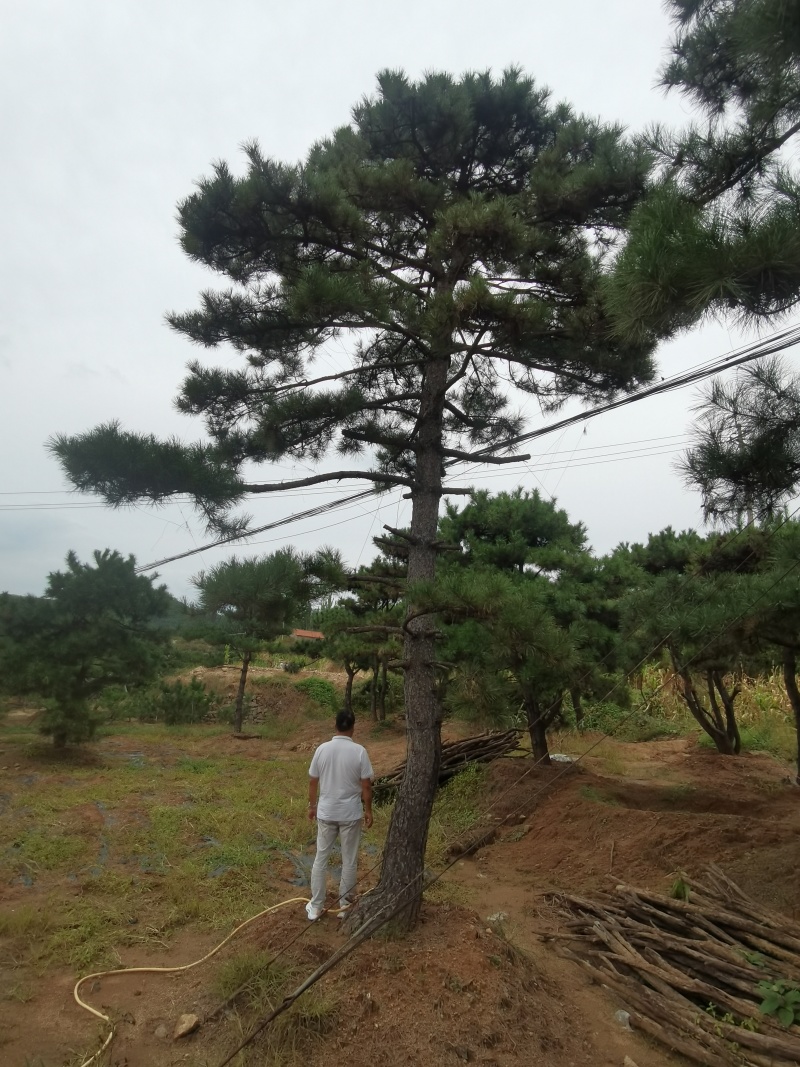 造型油松，造型黑松，造型松，迎客松，景观松，景松。