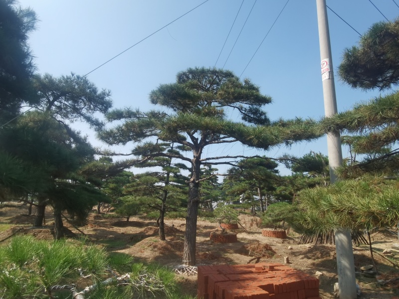 造型油松，造型黑松，造型松，迎客松，景观松，景松。