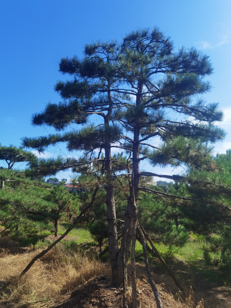 造型油松，造型黑松，造型松，迎客松，景观松，景松。