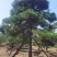 造型油松，造型黑松，造型松，迎客松，景观松，景松。