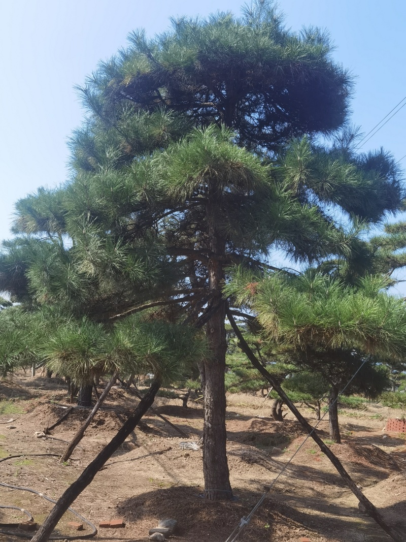 造型油松，造型黑松，造型松，迎客松，景观松，景松。