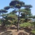 造型油松，造型黑松，造型松，迎客松，景观松，景松。
