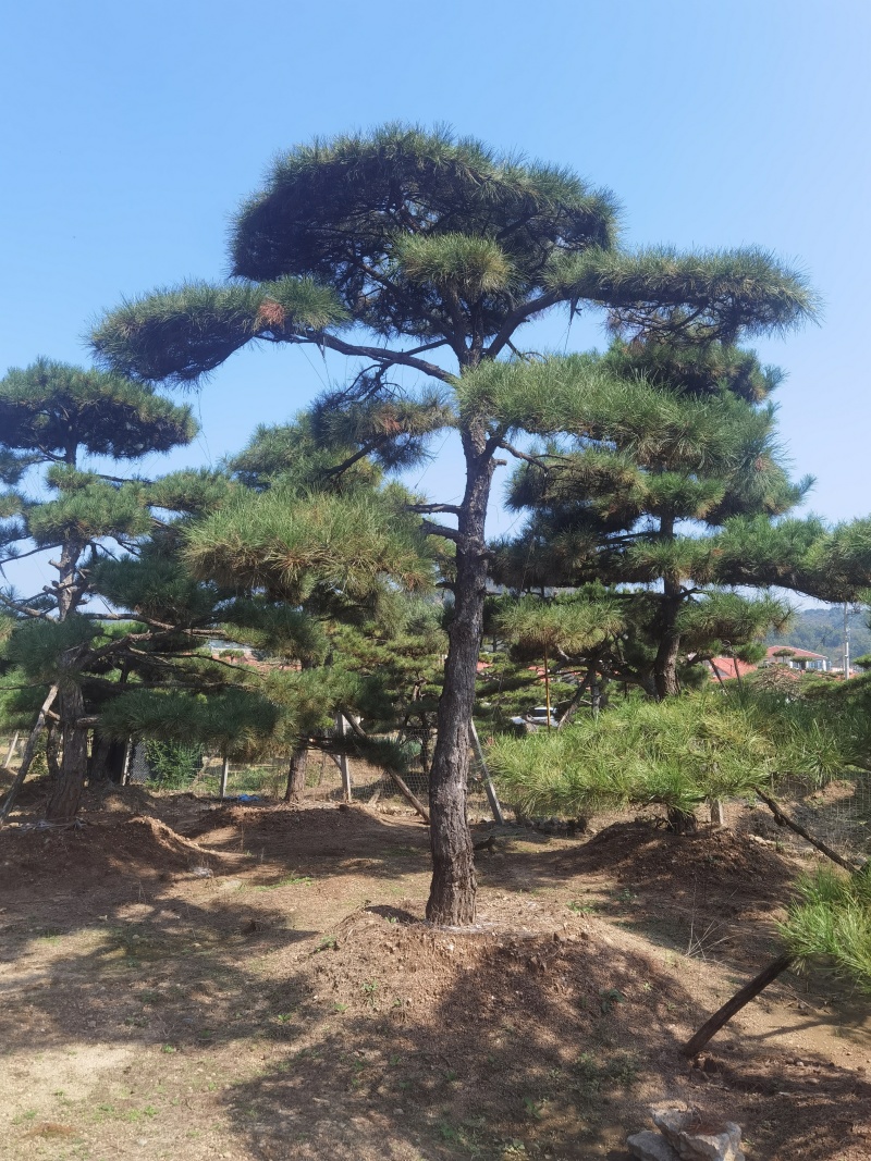 造型油松，造型黑松，造型松，迎客松，景观松，景松。