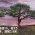 #造型松#造型油松#造型黑松#迎客松#景观松#