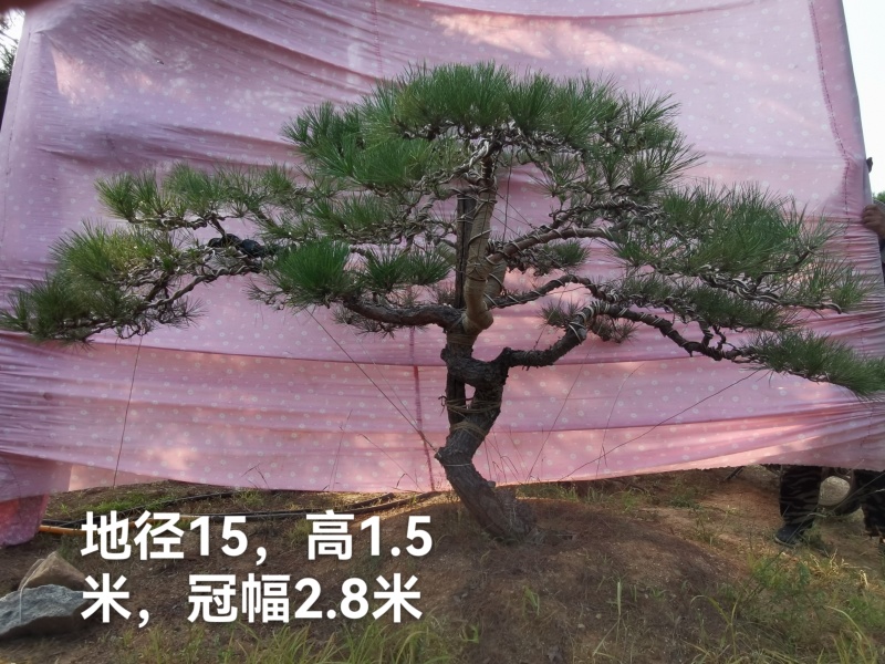 #造型松#造型油松#造型黑松#迎客松#景观松#