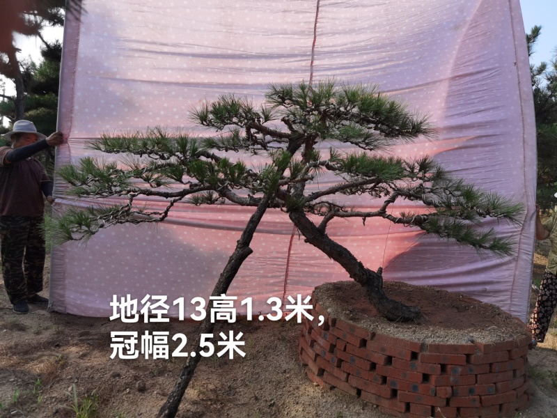 #造型松#造型油松#造型黑松#迎客松#景观松#