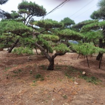 #造型松#造型油松#造型黑松#迎客松#景观松#