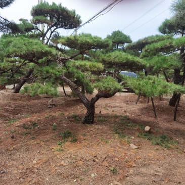 #造型松#造型油松#造型黑松#迎客松#景观松#