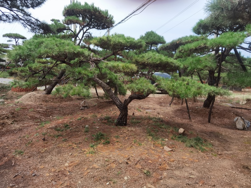 #造型松#造型油松#造型黑松#迎客松#景观松#