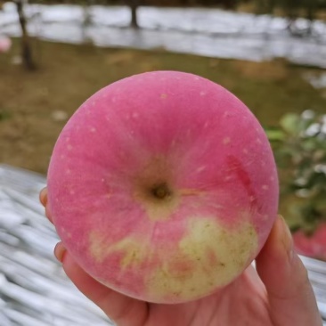 靖远红富士