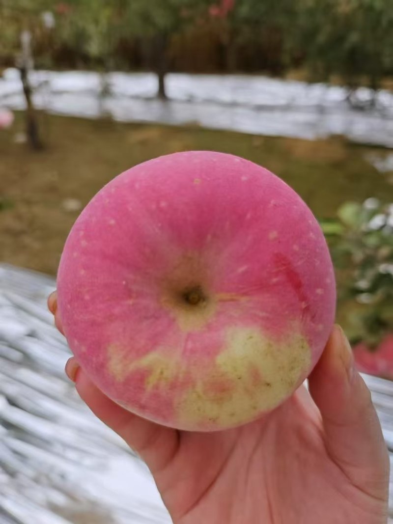 靖远红富士