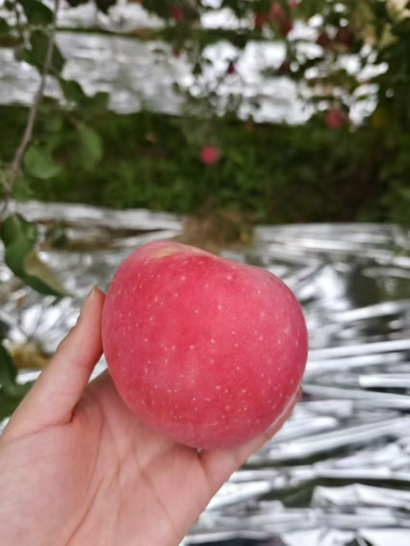 靖远红富士