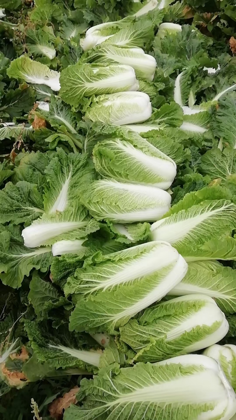 白菜，绿储1号，黄心一共270亩