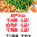 包邮）2025新鲜新货东北开口松子手剥大颗粒原味袋装净重