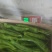 精品301尖椒，各种精品鲜辣椒，泡椒