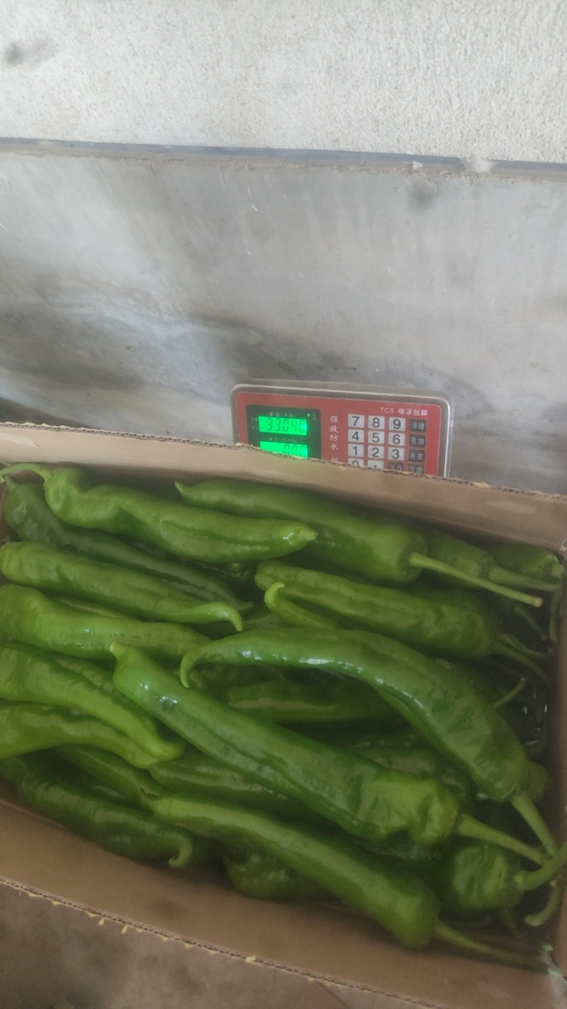 精品301尖椒，各种精品鲜辣椒，泡椒