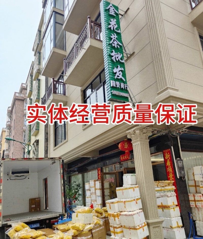 广西防城港金花茶，金花茶基地，广西荒野金花茶，金花茶批发