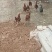 散养土鸡