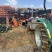 黑美人大量上市电商精品市场货大吨位供应