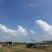 黑美人大量上市电商精品市场货大吨位供应