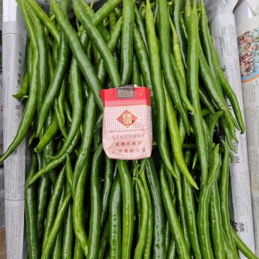 精品大青椒，3号辣椒