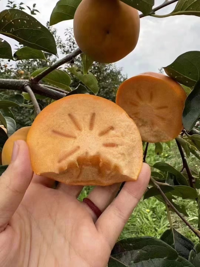 阳丰甜柿种植基地