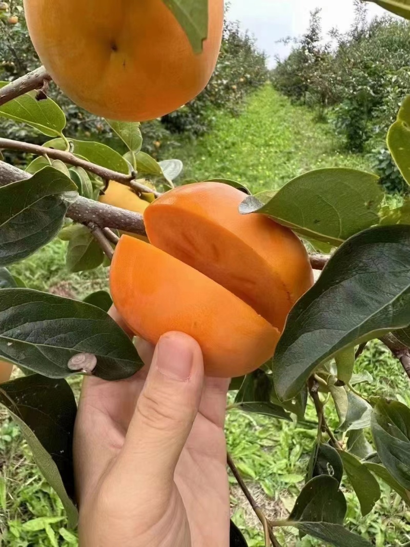 阳丰甜柿种植基地