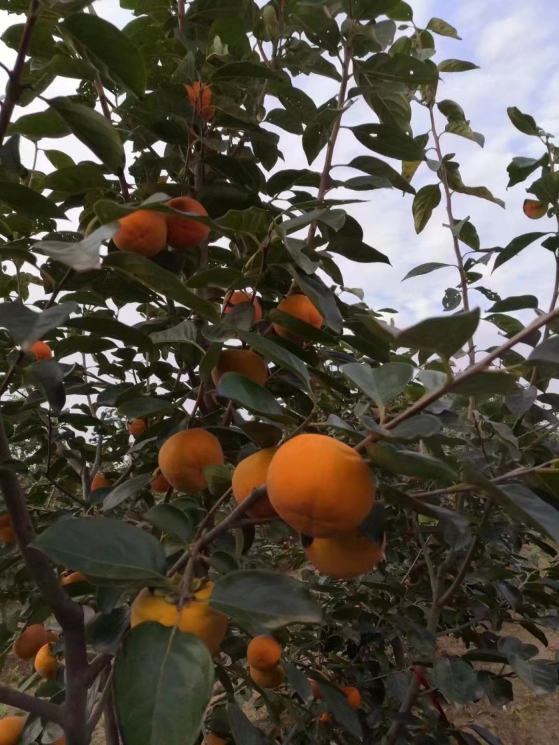 阳丰甜柿种植基地