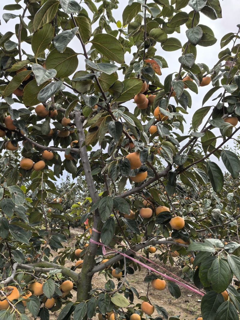 阳丰甜柿种植基地