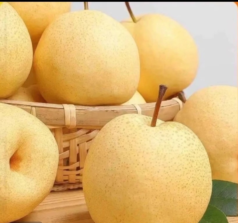 山西贡梨