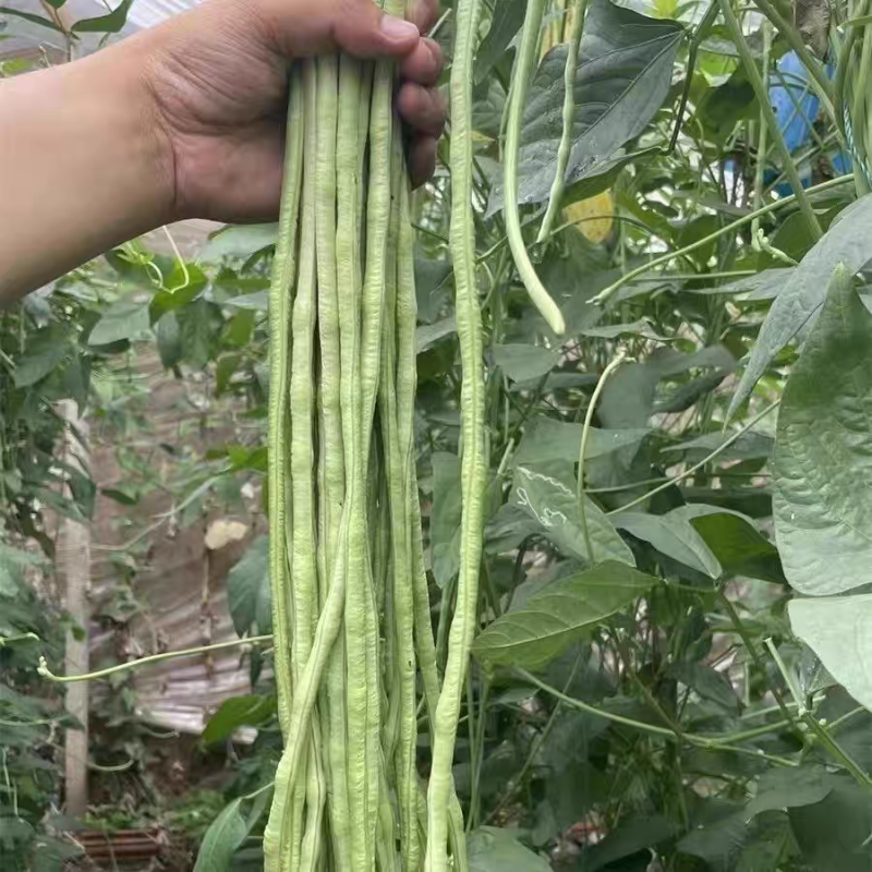 大棚青豇豆